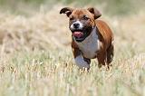 STAFFIE 123